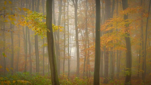 Лес Осеннем Пейзаже Естественный Красочный Фон Деревьями Природа Окружающая Среда — стоковое фото