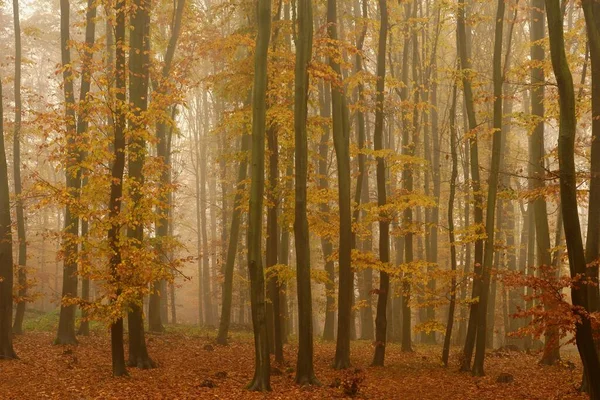 Wald Herbstlicher Landschaft Schöne Natürliche Bunte Hintergrund Mit Bäumen Natur — Stockfoto