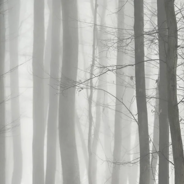 Background with trees in the fog. Nature in winter time with tree trunks. Concept for wood and environment.