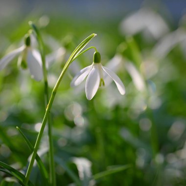 Bahar çiçekleri - kardelen. Güzel günbatımında kurtçukları çiçek açmış. Cins - Galanthus nivalis