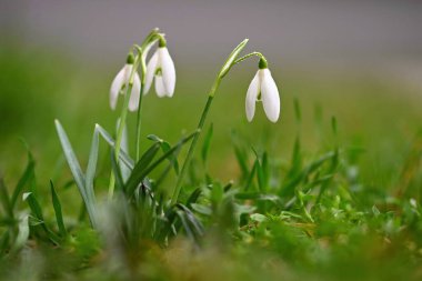Kar damlaları - güzel beyaz bahar çiçekleri. Baharın ilk çiçek açan bitkisi. Doğal renkli bir geçmişi var. (Galanthus nivalis)