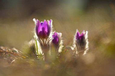 Bahar çiçekleri. Çok güzel çiçek açan pask çiçekleri ve doğal renklerde bir arka planı olan güneş. (Pulsatilla grandis)