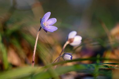 Bahar çiçeği. Ormanın ilk küçük çiçekleri çok güzeldir. Hepatica. (Hepatica nobilis)