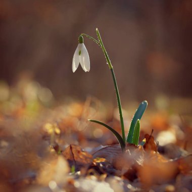 Çiçekli bahar renkli arka plan - bitki. Bahar zamanı güzel doğa. Kar Damlası (Galanthus nivalis).