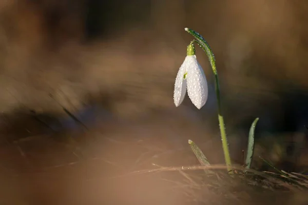 Wiosna Kolorowe Tło Kwiatem Roślina Piękna Przyroda Wiosną Krople Śniegu — Zdjęcie stockowe