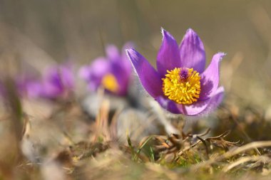İlkbaharda güzel, mor bir çiçek. Çayırda bahar zamanı için çok güzel bir arka plan. Pasqueflower çiçeği (Pulsatilla grandis)