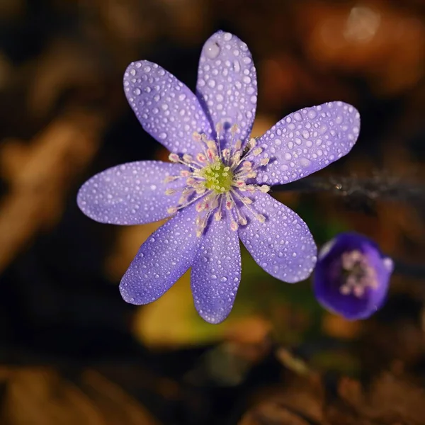 Wiosenny Kwiat Piękna Fioletowa Roślina Lesie Kolorowe Naturalne Tło Hepatica — Zdjęcie stockowe