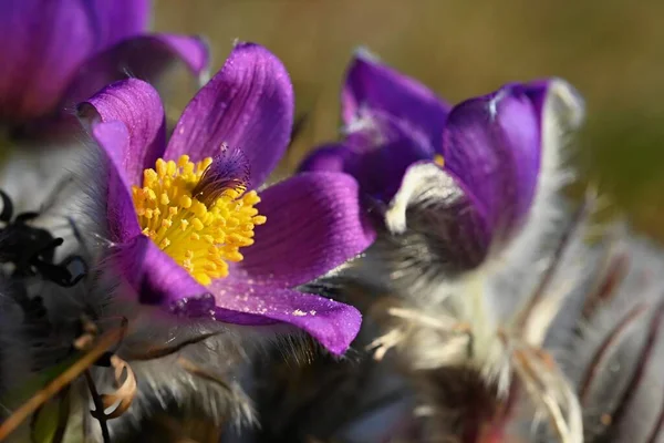 Милый Пурпурный Цветок Весной Природный Фон Весеннего Времяпрепровождения Даче Цветок — стоковое фото