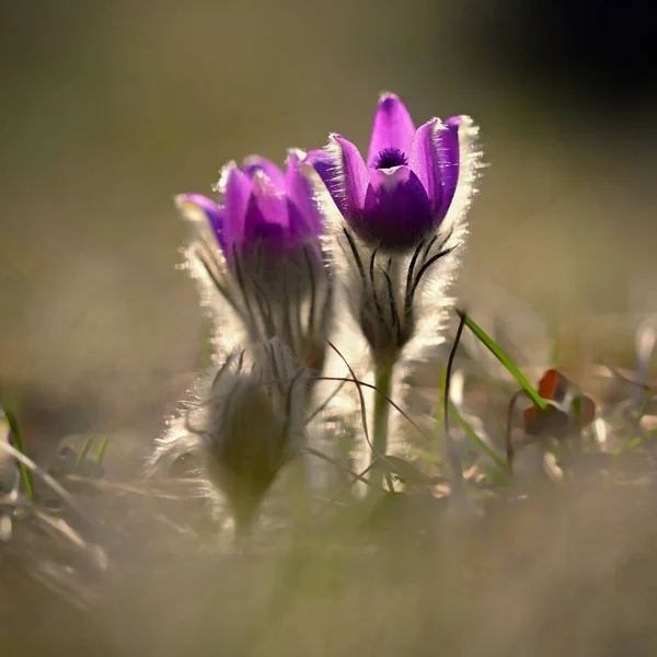 Pěkná Fialová Květinka Jaře Krásné Přírodní Zázemí Pro Jarní Čas — Stock fotografie