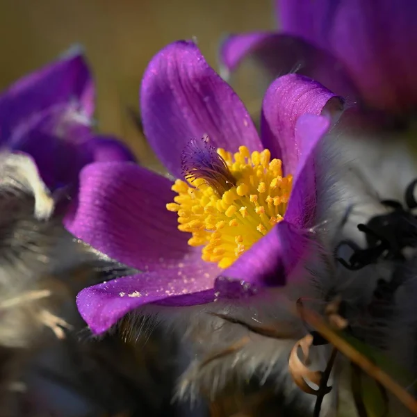 Милый Пурпурный Цветок Весной Природный Фон Весеннего Времяпрепровождения Даче Цветок — стоковое фото