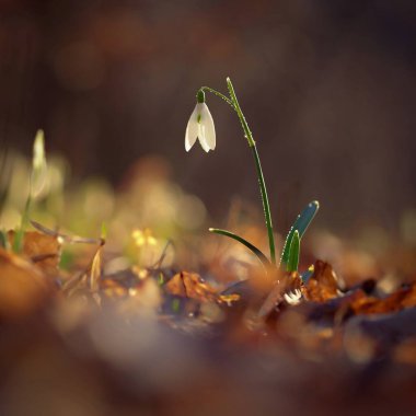 Çiçekli bahar renkli arka plan - bitki. Bahar zamanı güzel doğa. Kar Damlası (Galanthus nivalis).