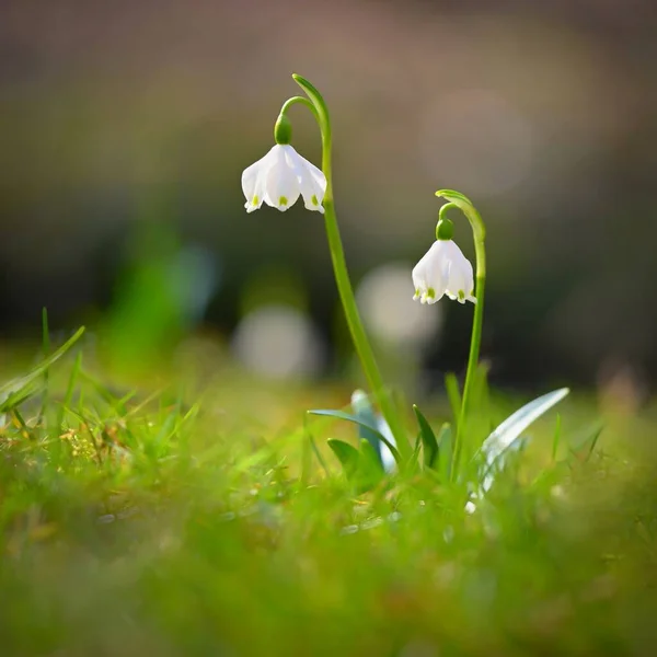 Piękne Pierwsze Wiosenne Kwiaty Lesie Natura Plenerowe Kolorowe Tło Koncepcja — Zdjęcie stockowe