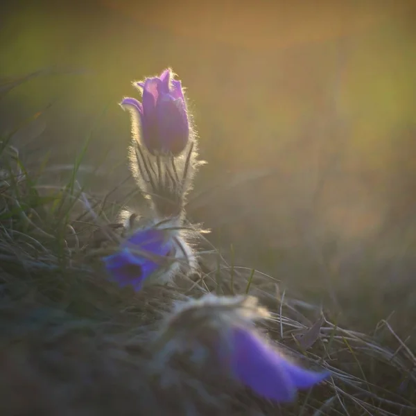 春の花 自然な色の背景を持つ美しい花と太陽を咲かせます パルサスラのグランディス — ストック写真