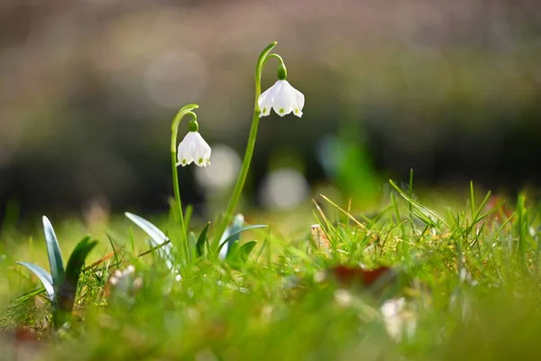 Piękne Pierwsze Wiosenne Kwiaty Lesie Natura Plenerowe Kolorowe Tło Koncepcja — Zdjęcie stockowe