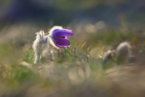 stock image Spring flowers. Beautifully blossoming pasque flower and sun with a natural colored background. (Pulsatilla grandis)