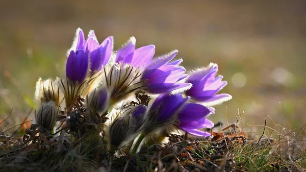 Bonita Florecita Púrpura Primavera Hermoso Fondo Natural Para Primavera Prado —  Fotos de Stock