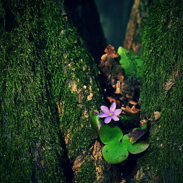 Poder Naturaleza Una Hermosa Florecita Púrpura Que Crece Árbol Verde — Foto de Stock