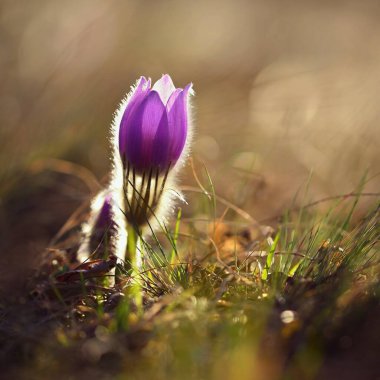 Bahar çiçekleri. Çok güzel çiçek açan pask çiçekleri ve doğal renklerde bir arka planı olan güneş. (Pulsatilla grandis)