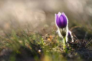 Bahar çiçekleri. Çok güzel çiçek açan pask çiçekleri ve doğal renklerde bir arka planı olan güneş. (Pulsatilla grandis)