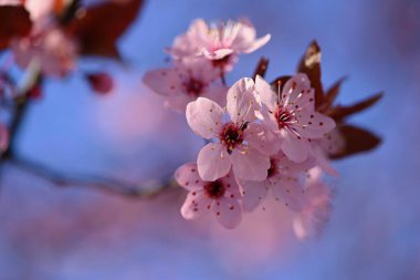 Güzel bir bahar çiçeği ağacı - Japon kirazı. Bahar zamanı doğal renkli arkaplan. 