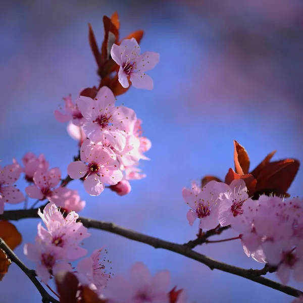 Bel Arbre Fleurs Printanières Cerisier Sakura Japonais Fond Coloré Naturel — Photo