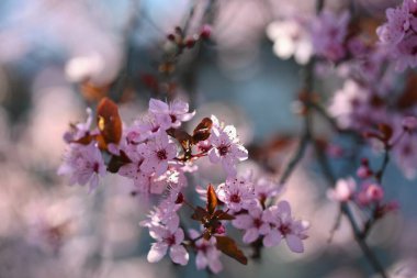 Bahar. Güzel çiçekli Japon kiraz-Sakura. Bahar gününde çiçekler ve güneş ile renkli arka plan.