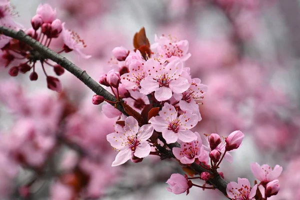 Fundo Bela Primavera Com Natureza Flores Coloridas Primavera Árvore Florida — Fotografia de Stock