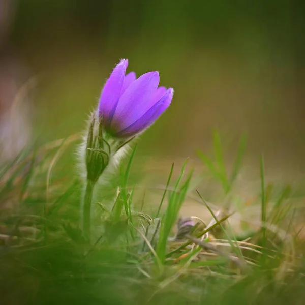 春の花 自然な色の背景を持つ美しい花と太陽を咲かせます パルサスラのグランディス — ストック写真