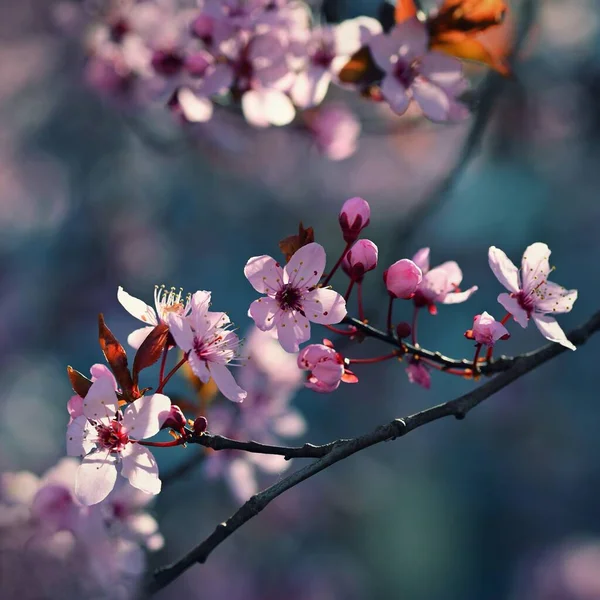 Красивое Весеннее Цветущее Дерево Японская Сакура Вишня Естественный Красочный Фон — стоковое фото