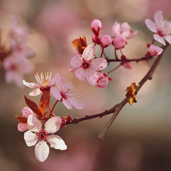 Frühling Schön Blühende Japanische Kirsche Sakura Bunter Hintergrund Mit Blumen — Stockfoto