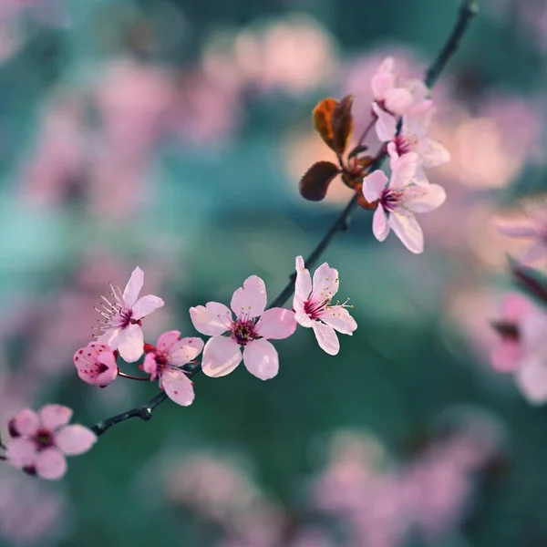 Printemps Belle Fleur Cerisier Japonais Sakura Fond Coloré Avec Des — Photo