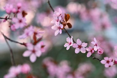 Bahar geldi. Güzel çiçek açan ağaç. Doğada bahar ve renkli arka plan. Japon kirazı - Sakura.