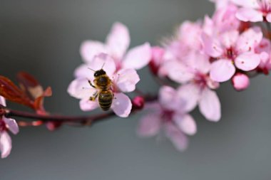Bahar. Güzel çiçekli Japon kiraz-Sakura. Bahar gününde çiçekler ve güneş ile renkli arka plan.