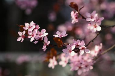 Bahar. Güzel çiçekli Japon kiraz-Sakura. Bahar gününde çiçekler ve güneş ile renkli arka plan.