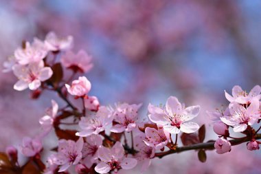 Bahar. Güzel çiçekli Japon kiraz-Sakura. Bahar gününde çiçekler ve güneş ile renkli arka plan.