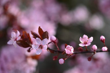 Güzel bir bahar çiçeği ağacı - Japon kirazı. Bahar zamanı doğal renkli arkaplan. 
