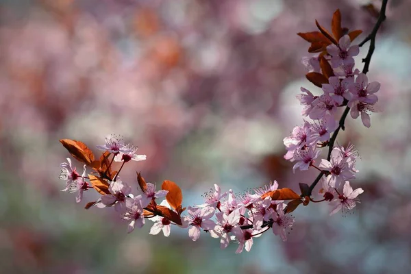 stock image Branches of blossoming cherry. Background in spring on nature outdoors. Pink sakura flowers in springtime.