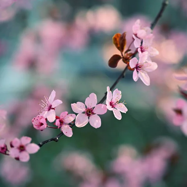 Wiosna Piękne Kwitnące Drzewo Wiosna Przyrodzie Kolorowe Tło Wiśnia Japońska — Zdjęcie stockowe