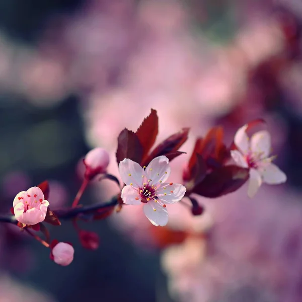 Schöner Frühlingsblühender Baum Japanische Sakura Kirsche Natürliche Bunte Hintergrund Frühling — Stockfoto
