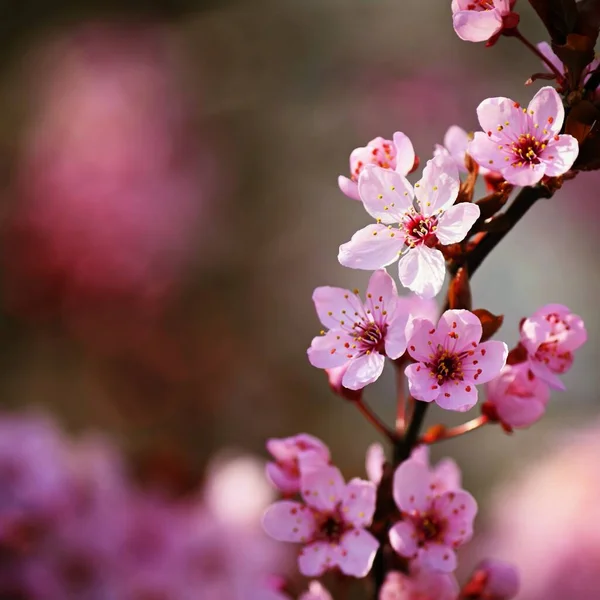 Hermoso Árbol Flores Primavera Sakura Cherry Japonés Fondo Colorido Natural — Foto de Stock