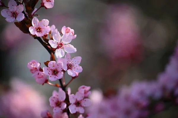 Дивовижне Весняне Дерево Японська Вишня Сакура Природний Барвистий Фон Весняний — стокове фото