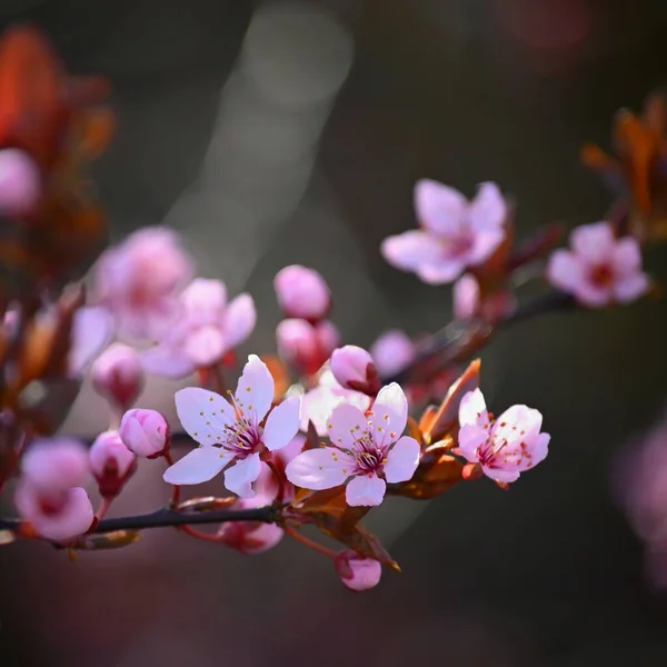 Красивое Весеннее Цветущее Дерево Японская Сакура Вишня Естественный Красочный Фон — стоковое фото
