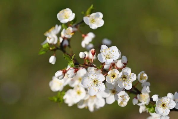 Çiçek Açan Ağaç Doğayla Güzel Bir Bahar Arkaplanı Baharda Renkli — Stok fotoğraf