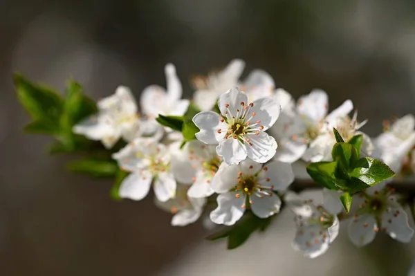 Árbol Floreciente Hermoso Fondo Primavera Con Naturaleza Flores Coloridas Primavera —  Fotos de Stock