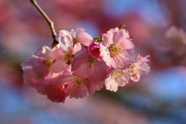 Bahar arka planı. Güzel renkli çiçek açan bahar ağacı. Japon kirazı, Sakura. Doğa arkaplanı.