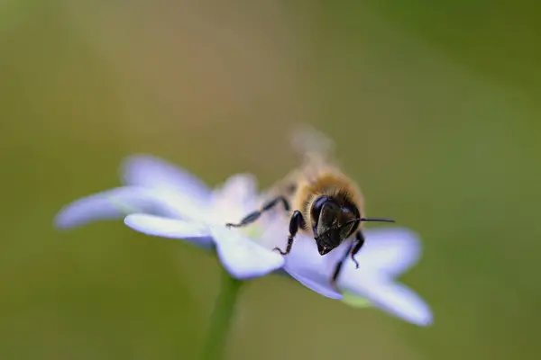 Пчела Цветке Макроснимок Природы — стоковое фото