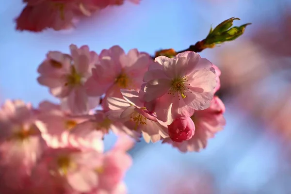 Весной Красивый Цветочный Весенний Абстрактный Фон Природы Цветущие Ветки Деревьев — стоковое фото