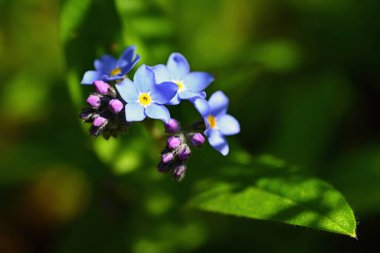 Güzel mavi küçük çiçekler - Unutma-beni-değil çiçeği. Bahar rengarenk doğa geçmişi. (Myosotis sylvatica)