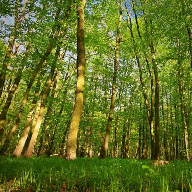 Bahar yeşil ormanda. Güneş ile doğa arka plan.