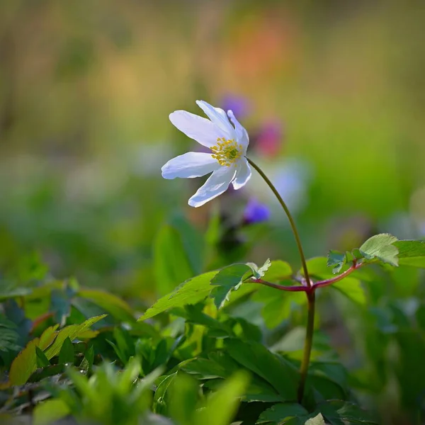 Piękne Wiosenne Tło Natura Kwiatami Trawie Poranna Rosa Słońcem Lesie — Zdjęcie stockowe